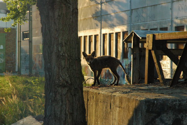 Reinbeckfuchs by Michael Fritsch